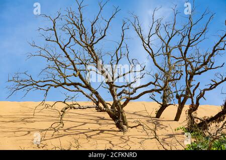 Arbres morts dans les dunes de sable du littoral national d'Indiana Dunes. Banque D'Images