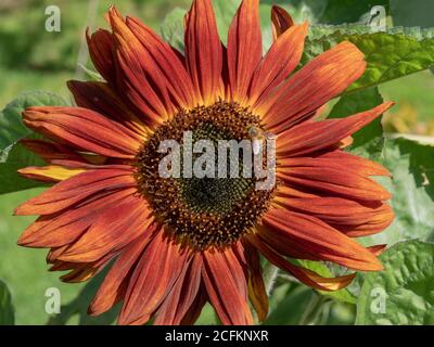 Grandes fleurs de soleil de couleur bronze orange vues avec une abeille par une journée ensoleillée dans le jardin d'été. Banque D'Images