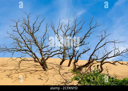 Arbres morts dans les dunes de sable du littoral national d'Indiana Dunes. Banque D'Images