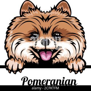 Tête Pomeranian - chien race. Image couleur d'une tête de chien isolée sur un fond blanc Illustration de Vecteur