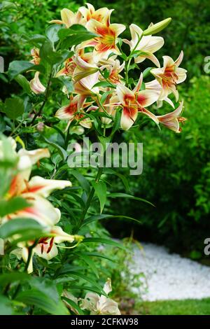 Fleur de nénuphars bicolore orange et jaune Banque D'Images