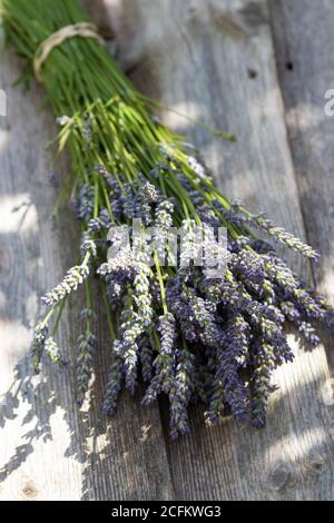 Coupez la lavande attachée dans un paquet prêt pour le séchage. Banque D'Images