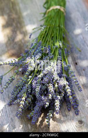 Coupez la lavande attachée dans un paquet prêt pour le séchage. Banque D'Images