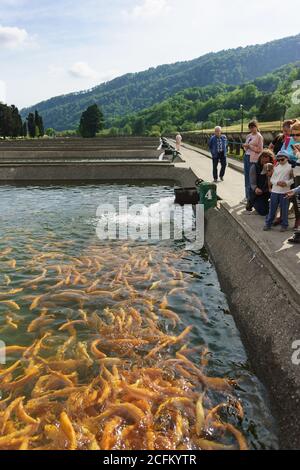 Adler, Sotchi, Russie - 04 mai, 2019: Un groupe de touristes se tient près d'un étang artificiel ferme de truites et alimente le poisson. Démonstration trou arc-en-ciel Banque D'Images