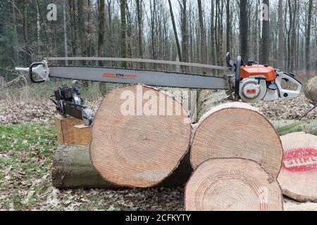 tronçonneuse longue sur tronc d'arbre en coupe Banque D'Images