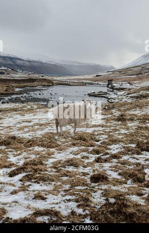 Mouton domestique le jour froid en hiver sur fond de Montagnes enneigées et rivière sur les îles Féroé Banque D'Images