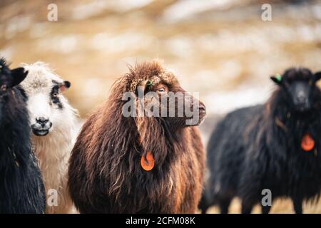 Moutons domestiques avec fourrure humide broutant sur la colline dans les montagnes Sur les îles Féroé en automne et en regardant loin Banque D'Images