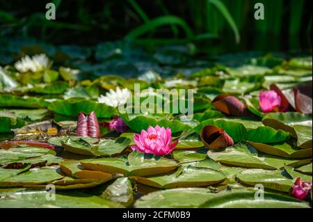 Nénuphars rouges AKA Nymphaea alba F. rosea dans un lac Banque D'Images