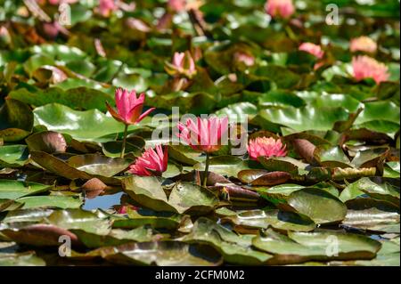 Nénuphars rouges AKA Nymphaea alba F. rosea dans un lac Banque D'Images