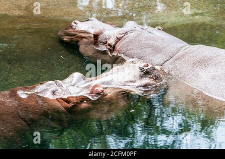 Lily et Lupe les deux hippopotames du zoo de Seattle. Banque D'Images