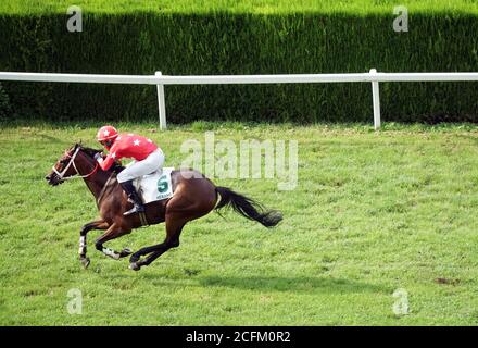 Cheval unique avec un jockey galopant à la course le 6 septembre 2020, à Merano, en Italie. Banque D'Images