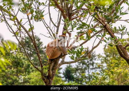 Singe en captivité de patas, Erythrocebus patas, assis dans un arbre dans le zoo de Seatle. Banque D'Images