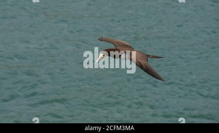 Boosteur brun (Sula leucogaster) Banque D'Images