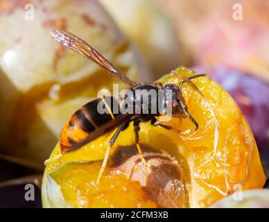 Hornet asiatique (Vespa velutina) - manger des fruits tombés au soleil d'été. Banque D'Images