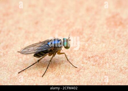 Dolichopodidae gros plan, photo macro Banque D'Images