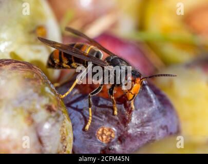 Hornet asiatique (Vespa velutina) - manger des fruits tombés au soleil d'été. Banque D'Images