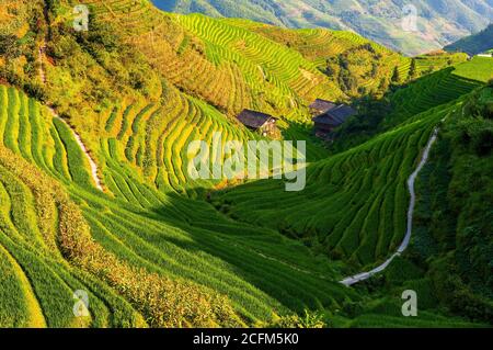Randonnée à travers les rizières en terrasses champs en saison de récolte près du village de Ping an, zone panoramique des champs en terrasses de Longji, comté de Longsheng, Guangxi, Chine. Banque D'Images