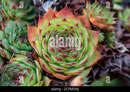 Feuilles de rosette de Sempervivum tectorum, le houseleek commun Banque D'Images