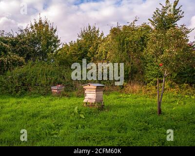 Ruches d'abeilles dans un verger de pommes Banque D'Images