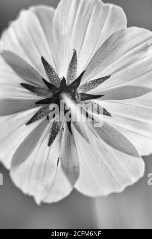 Le dessous d'une fleur de substitution crée un motif de lignes et la symétrie radiale Banque D'Images