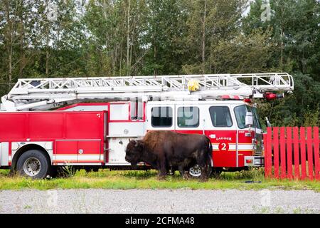 Buffalo debout devant un camion de pompiers dans les Rocheuses du Nord canadien. Banque D'Images