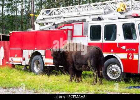 Buffalo debout devant un camion de pompiers dans les Rocheuses du Nord canadien. Banque D'Images