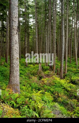 Forêt côtière ancienne sur la côte de Washington, Scotts Bluff, Parc national olympique, Washington, États-Unis Banque D'Images