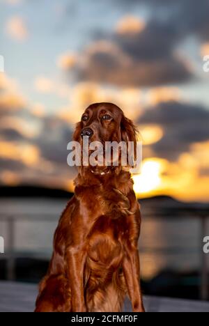 Mon magnifique Setter irlandais au coucher du soleil. Un chasseur de tétras fantastique et un excellent ami. Banque D'Images