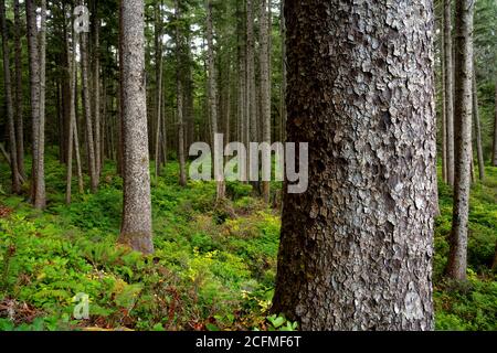 Forêt côtière ancienne sur la côte de Washington, Scotts Bluff, Parc national olympique, Washington, États-Unis Banque D'Images