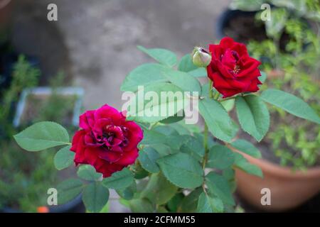 Belle rose rouge avec des bourgeons fermés sur le jardin de l'arrière-cour, photo de stock Banque D'Images