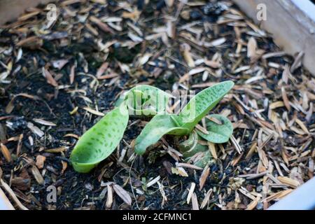 Jeune plante géante de feuille de rougeole de calmar, photo de stock Banque D'Images