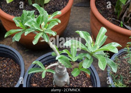 Fleur de lys d'Impala poussant dans un pot d'arbre, photo de stock Banque D'Images