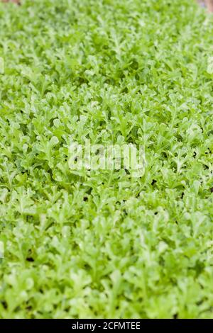 Jeune chêne vert en ferme biologique, stock photo Banque D'Images