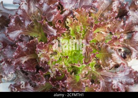 Le corail rouge de l'usine de salades en ferme biologique, stock photo Banque D'Images