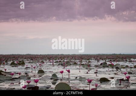 Lac de lotus rouge à Udonthani Thaïlande (unseen en Thaïlande), stock photo Banque D'Images