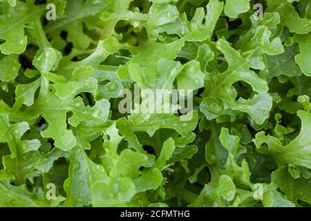 Jeune chêne vert en ferme biologique, stock photo Banque D'Images
