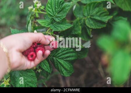 Red raspberry in farmers market , fresh fruit in boxes Stock Photo