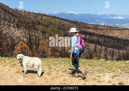 Une femme âgée randonnée avec un chien Golden Retreiver de couleur platine sur Rainbow Trail un an après le feu de forêt Decker ; Central Colorado ; États-Unis Banque D'Images