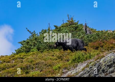 Ours noir américain, Ursus americanus, fourragent dans une prairie alpine sur le bras Sahale, parc national de North Cascades, État de Washington, États-Unis Banque D'Images