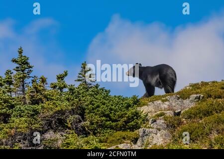 Ours noir américain, Ursus americanus, fourragent dans une prairie alpine sur le bras Sahale, parc national de North Cascades, État de Washington, États-Unis Banque D'Images