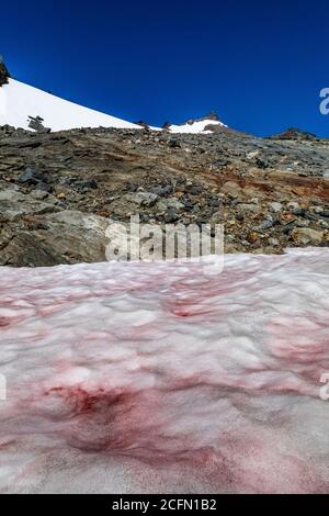 La neige de pastèque, Chlamydomonas nivalis, sur un champ de neige au camp des glaciers du Sahale, dans le bras du Sahale, dans le parc national de North Cascades, État de Washington, États-Unis Banque D'Images