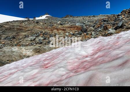 La neige de pastèque, Chlamydomonas nivalis, sur un champ de neige au camp des glaciers du Sahale, dans le bras du Sahale, dans le parc national de North Cascades, État de Washington, États-Unis Banque D'Images