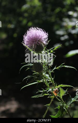 Une fleur de chardon-Marie violette qui pousse dans les champs. Banque D'Images