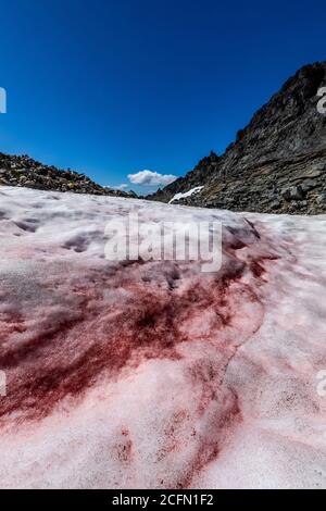 La neige de pastèque, Chlamydomonas nivalis, sur un champ de neige au camp des glaciers du Sahale, dans le bras du Sahale, dans le parc national de North Cascades, État de Washington, États-Unis Banque D'Images