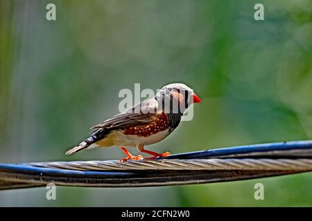 Zebra Finch photographié dans la nature Banque D'Images