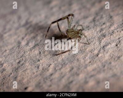 Araignée brésilienne de la famille des Thomisidae Banque D'Images