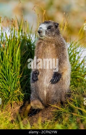 Marmotte huard, Marmota caligata, jeune séjournant à proximité de son entrée de terriers le long de la piste de Sahale Arm, parc national de North Cascades, Washington Sta Banque D'Images