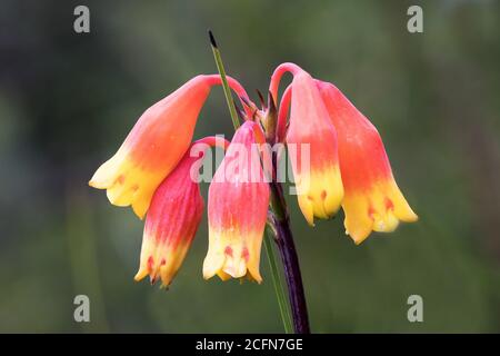 Coquillages de Noël natifs d'Australie en fleur Banque D'Images