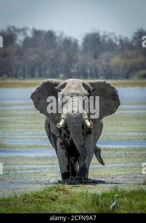 Tête verticale sur le portrait d'un grand éléphant de marche Vers caméra à Amboseli au Kenya Banque D'Images