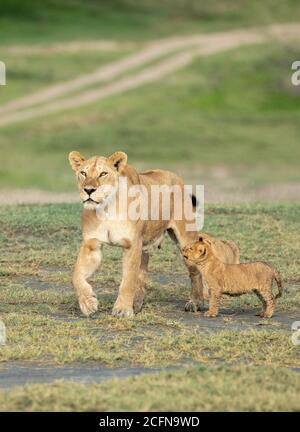 Petit lion cub regardant la teet de sa mère à Ndutu En Tanzanie Banque D'Images